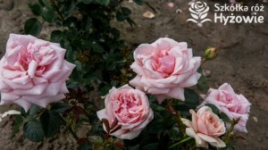 uprawa roz kupionych w szkolce roz